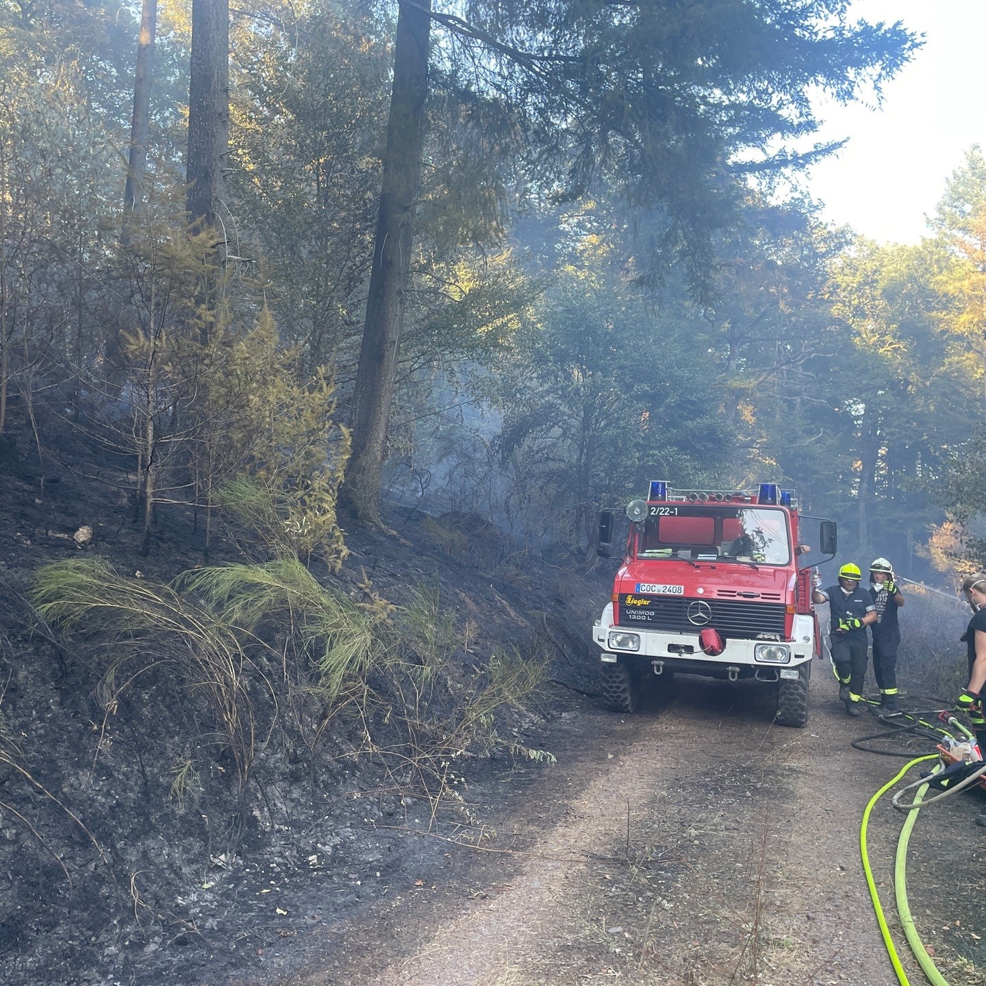 Hitzewelle und Waldbrände: Rheinland-Pfalz kämpft mit den Folgen des Klimawandels