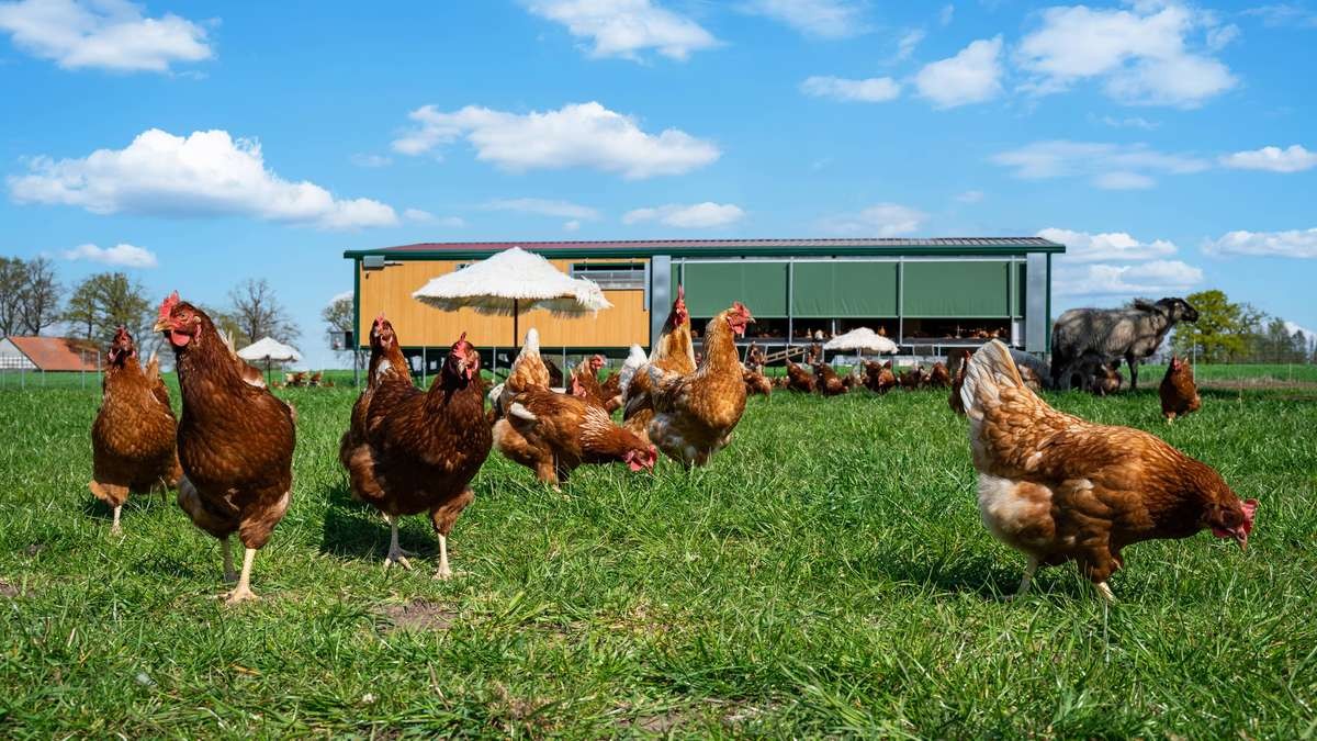 Hitzestress bei Hühnern: Fakten und Schutzmaßnahmen
